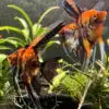 Orange Marble Angelfish