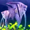 Pterophyllum scalare var. Sao Gabriel