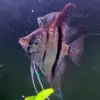 Pterophyllum scalare var. Sao Gabriel