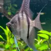 Pterophyllum scalare var. Sao Gabriel