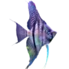 Pterophyllum scalare var. Sao Gabriel
