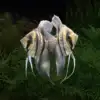 Pterophyllum scalare var. Esequibo (red spotted/yellow body)
