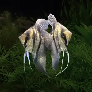 Pterophyllum scalare var. Esequibo