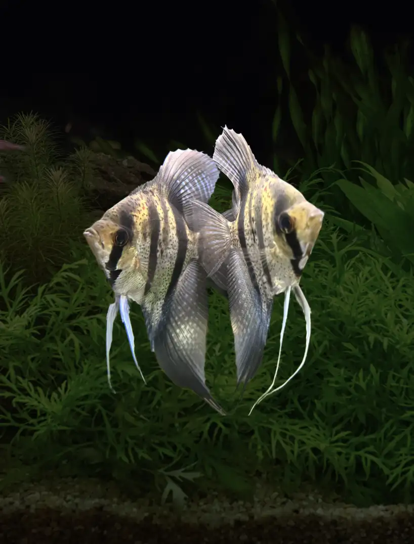Pterophyllum scalare var. Esequibo (red spotted/yellow body)
