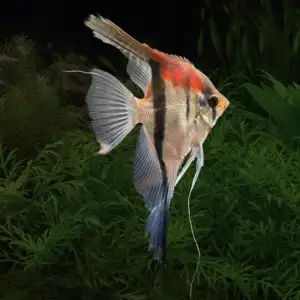 Pterophyllum scalare var. Manacapuru