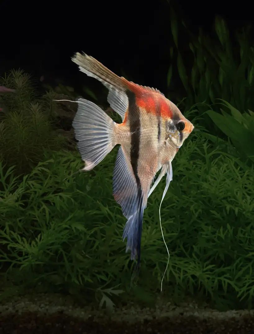 scalare-var-manacapuru-01 Pterophyllum scalare var. Manacapuru