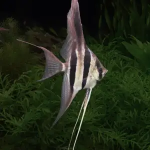 Pterophyllum altum var. Pasimoni