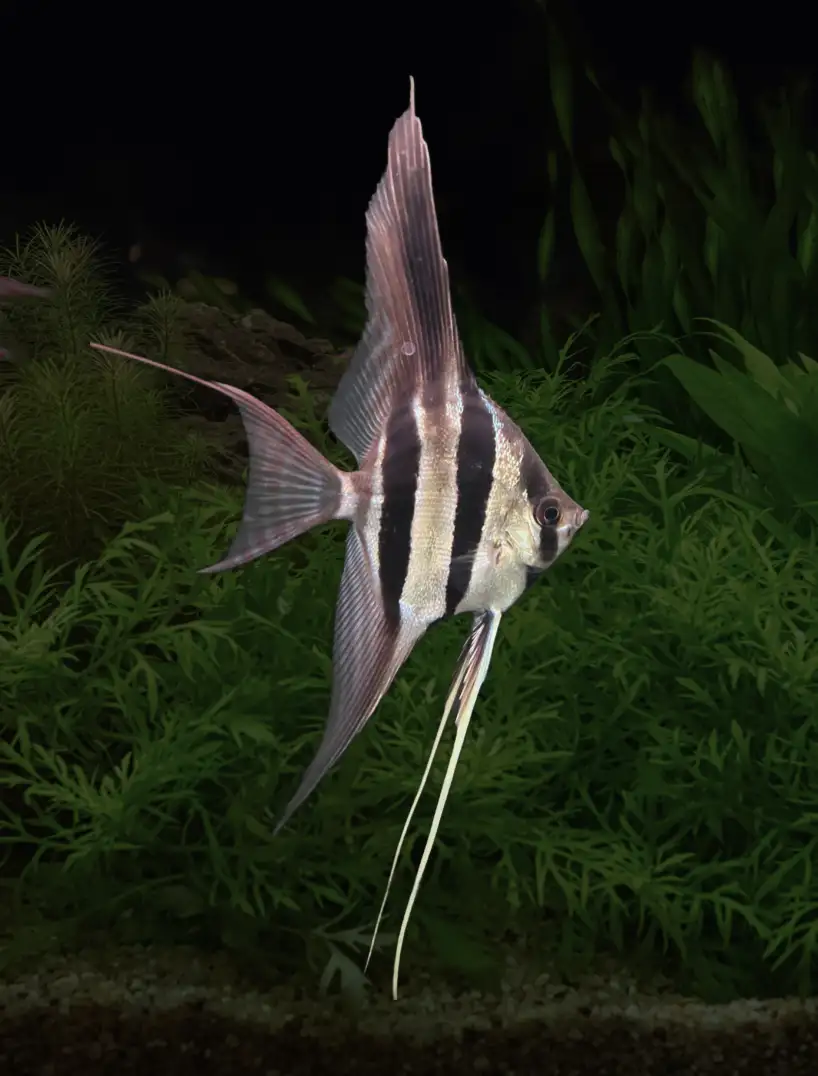 scalare-var-pasimoni-01 Pterophyllum altum var. Pasimoni