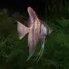 Pterophyllum scalare var. Sao Gabriel