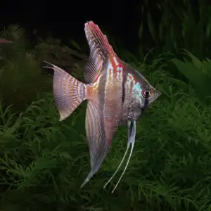 Pterophyllum scalare var. Sao Gabriel