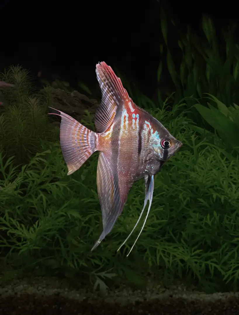 Pterophyllum scalare var. Sao Gabriel