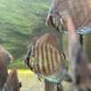 Red Tiger Turquoise Discus