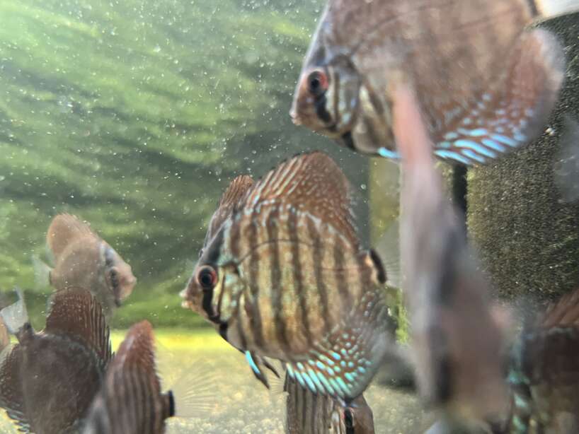 Red Tiger Turquoise Discus