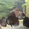 Red Tiger Turquoise Discus