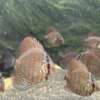 Red Tiger Turquoise Discus