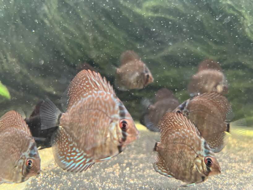 Red Tiger Turquoise Discus