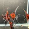 Premium Koi Angelfish (Red Devil)