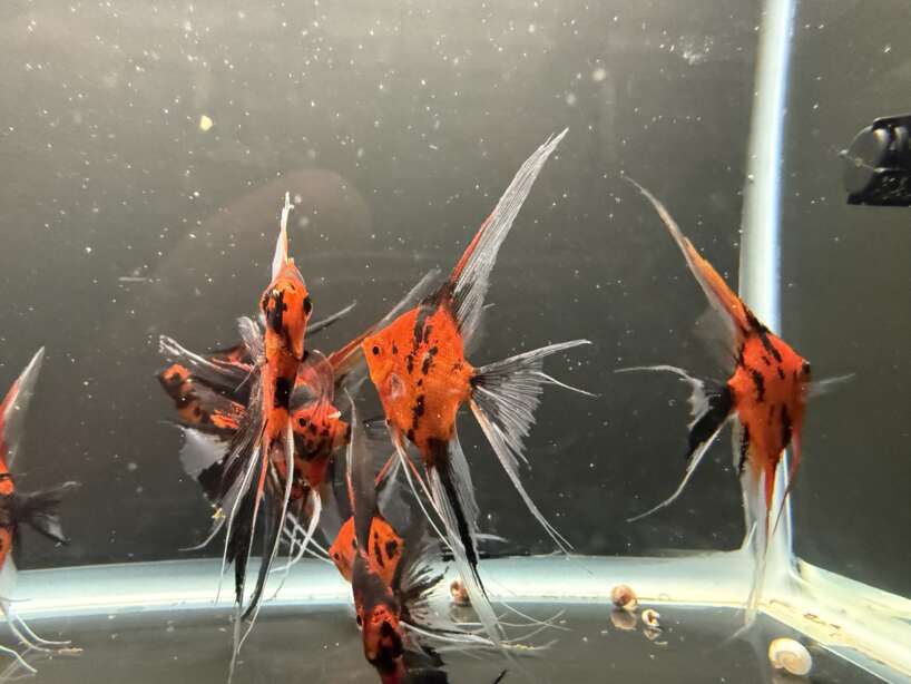 Premium Koi Angelfish (Red Devil)