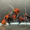 Premium Koi Angelfish (Red Devil)