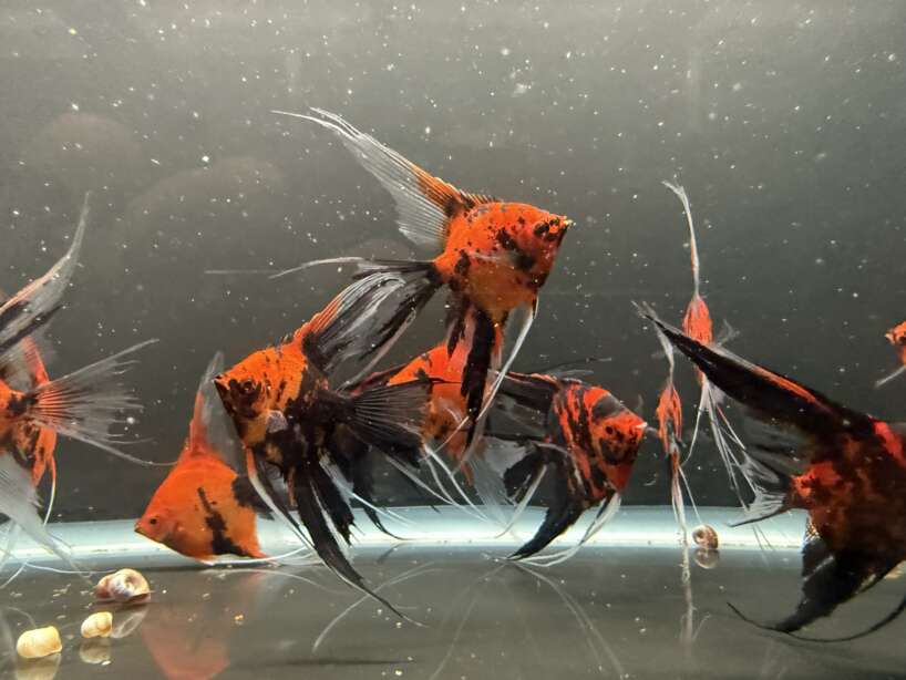Premium Koi Angelfish (Red Devil)