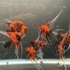 Premium Koi Angelfish (Red Devil)