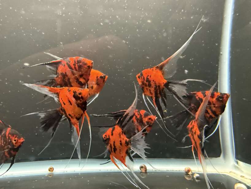 Premium Koi Angelfish (Red Devil)