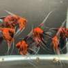 Premium Koi Angelfish (Red Devil)