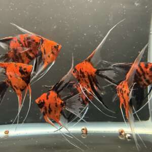 Premium Koi Angelfish (Red Devil)