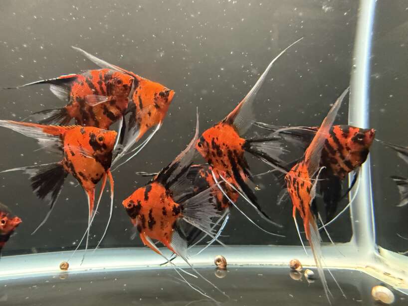 Premium Koi Angelfish (Red Devil)