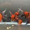 Premium Koi Angelfish (Red Devil)