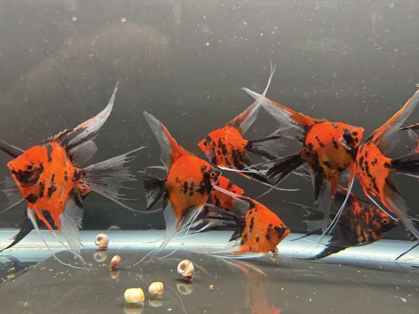 Premium Koi Angelfish (Red Devil)