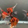 Premium Koi Angelfish (Red Devil)