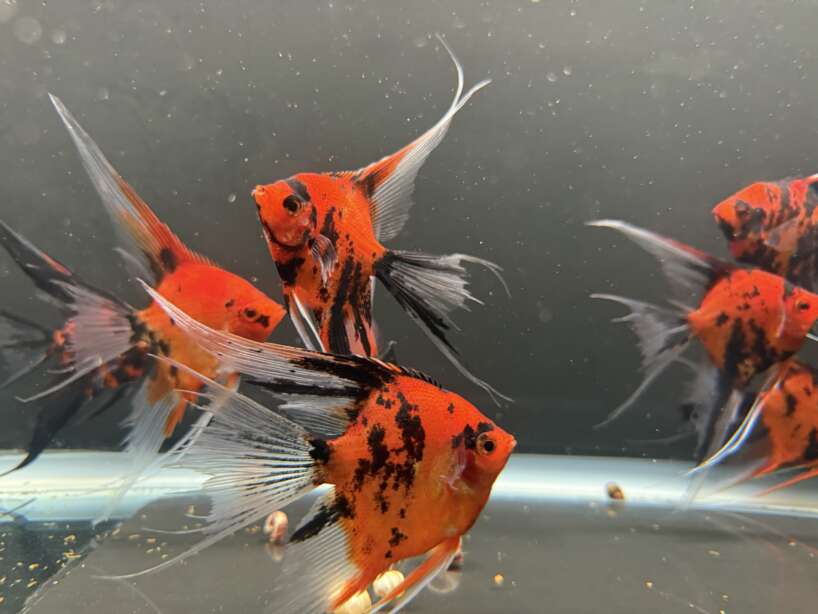 Premium Koi Angelfish (Red Devil)