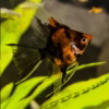premium-koi-02 Premium Koi Angelfish “red devil”