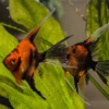 premium-koi-03 Premium Koi Angelfish “red devil”