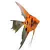 Premium Koi Angelfish (Red Devil)