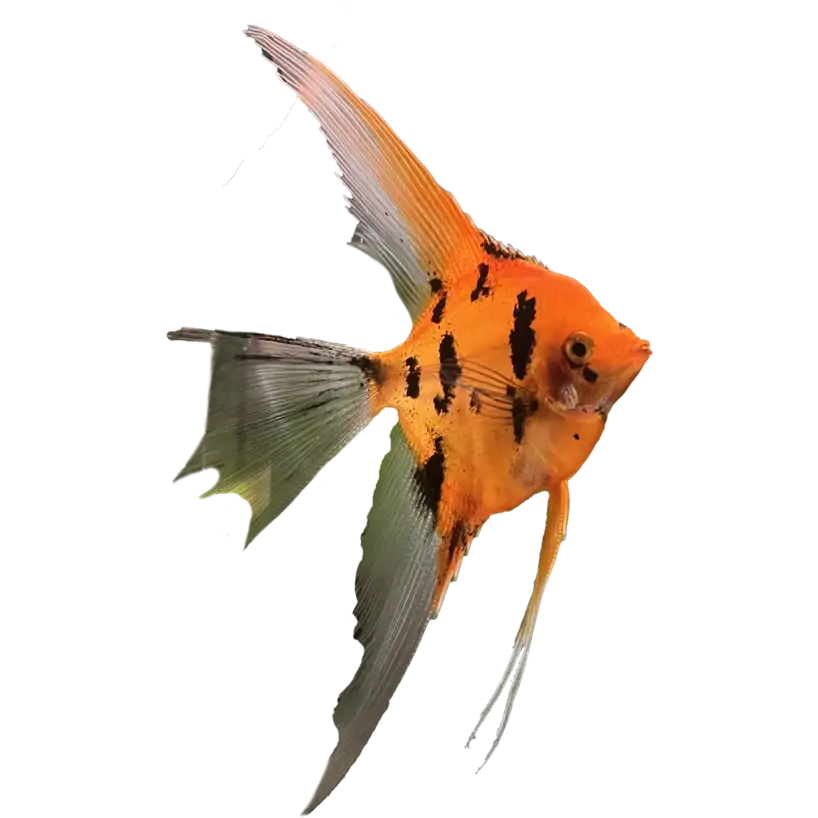 Premium Koi Angelfish (Red Devil)