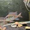 Geophagus mirabilis