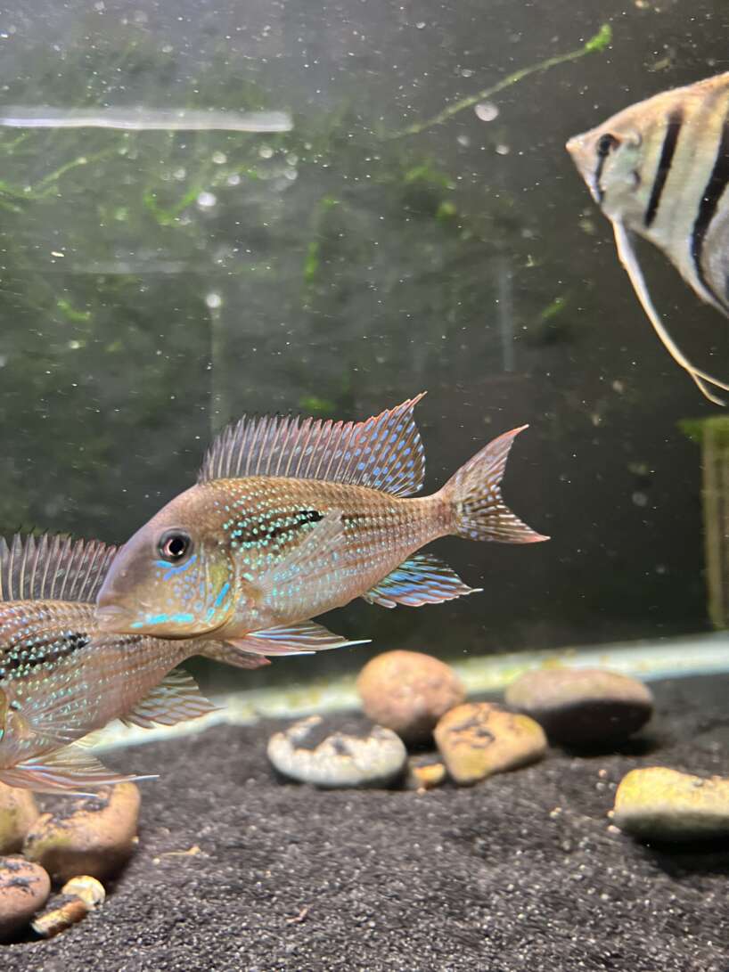 Geophagus mirabilis