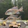 Geophagus mirabilis
