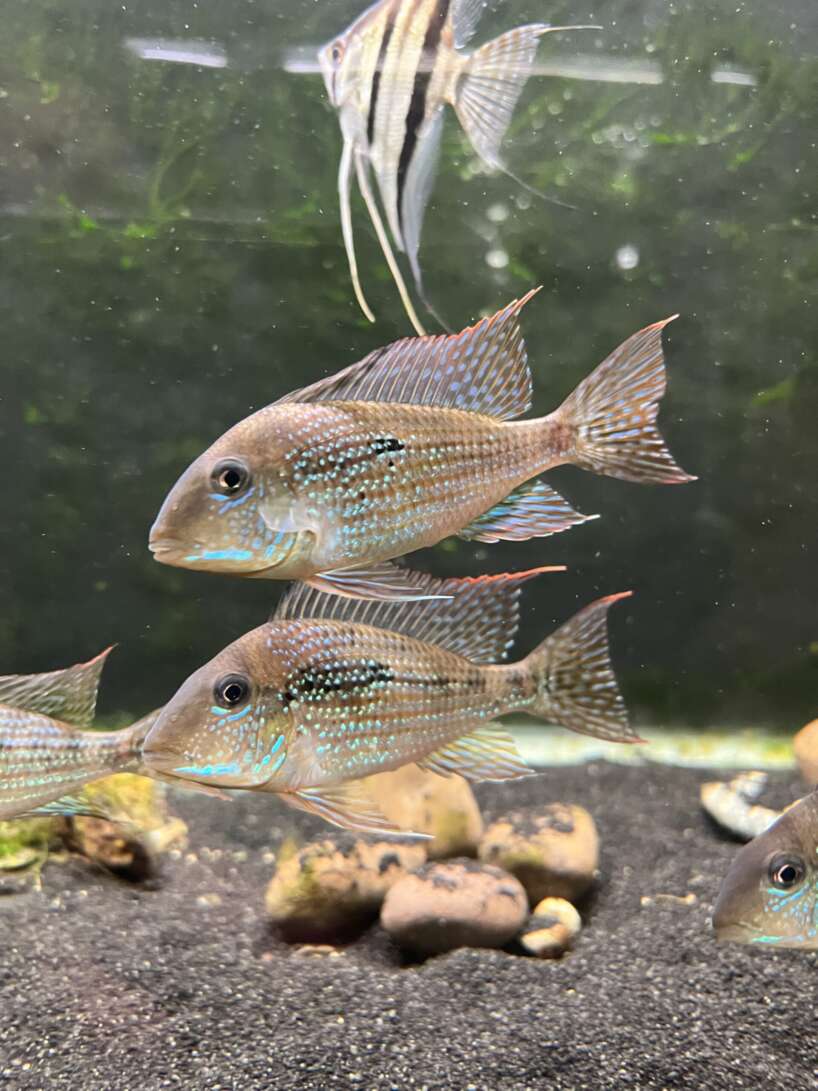 Geophagus mirabilis