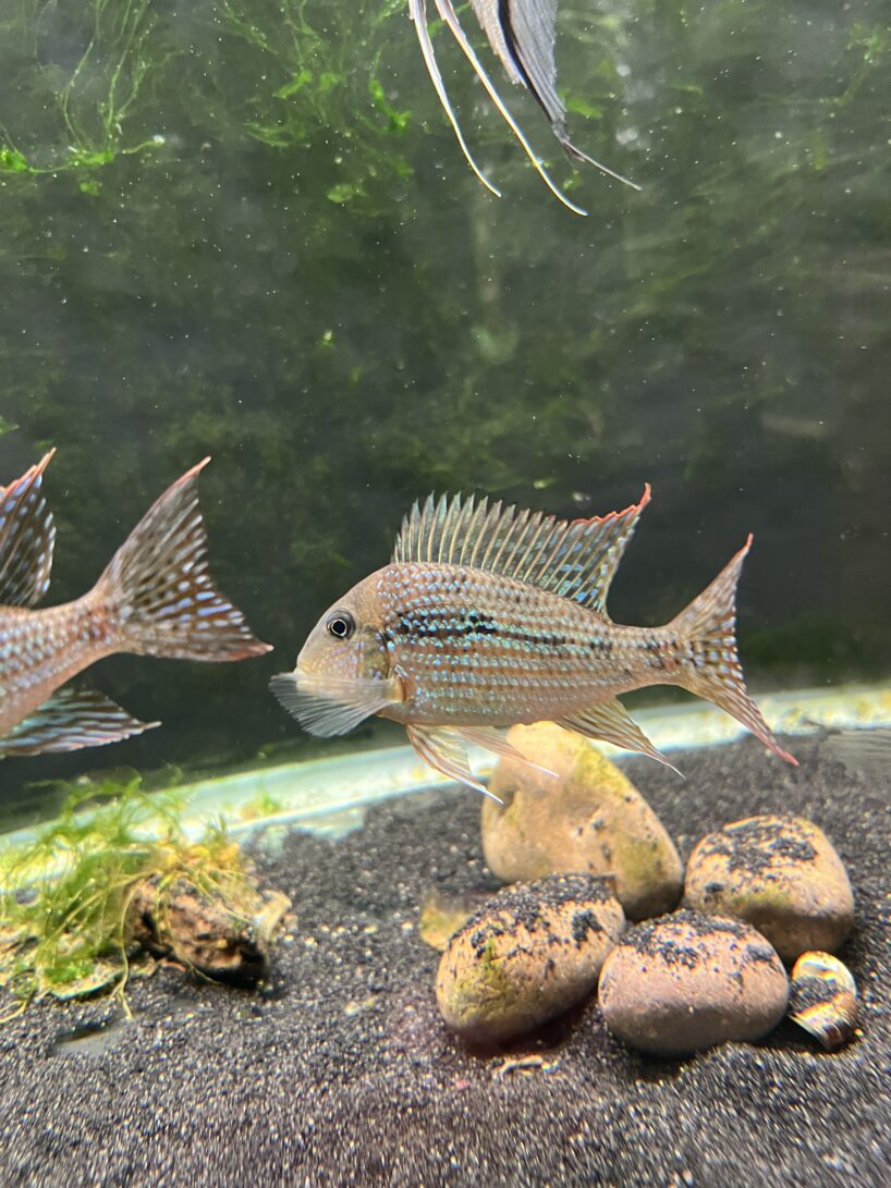 Geophagus mirabilis - Image 4