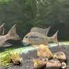 Geophagus mirabilis