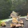 Geophagus mirabilis