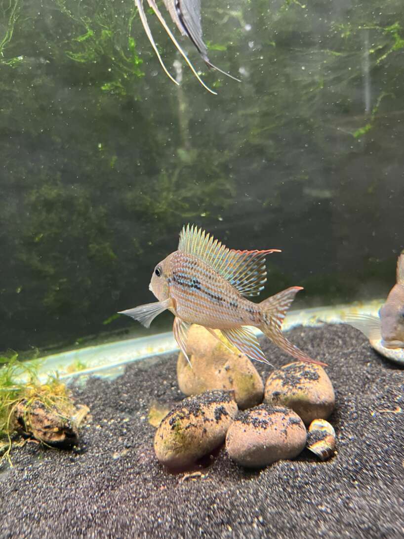 Geophagus mirabilis