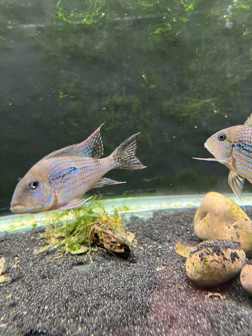 Geophagus mirabilis - Image 6