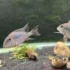 Geophagus mirabilis
