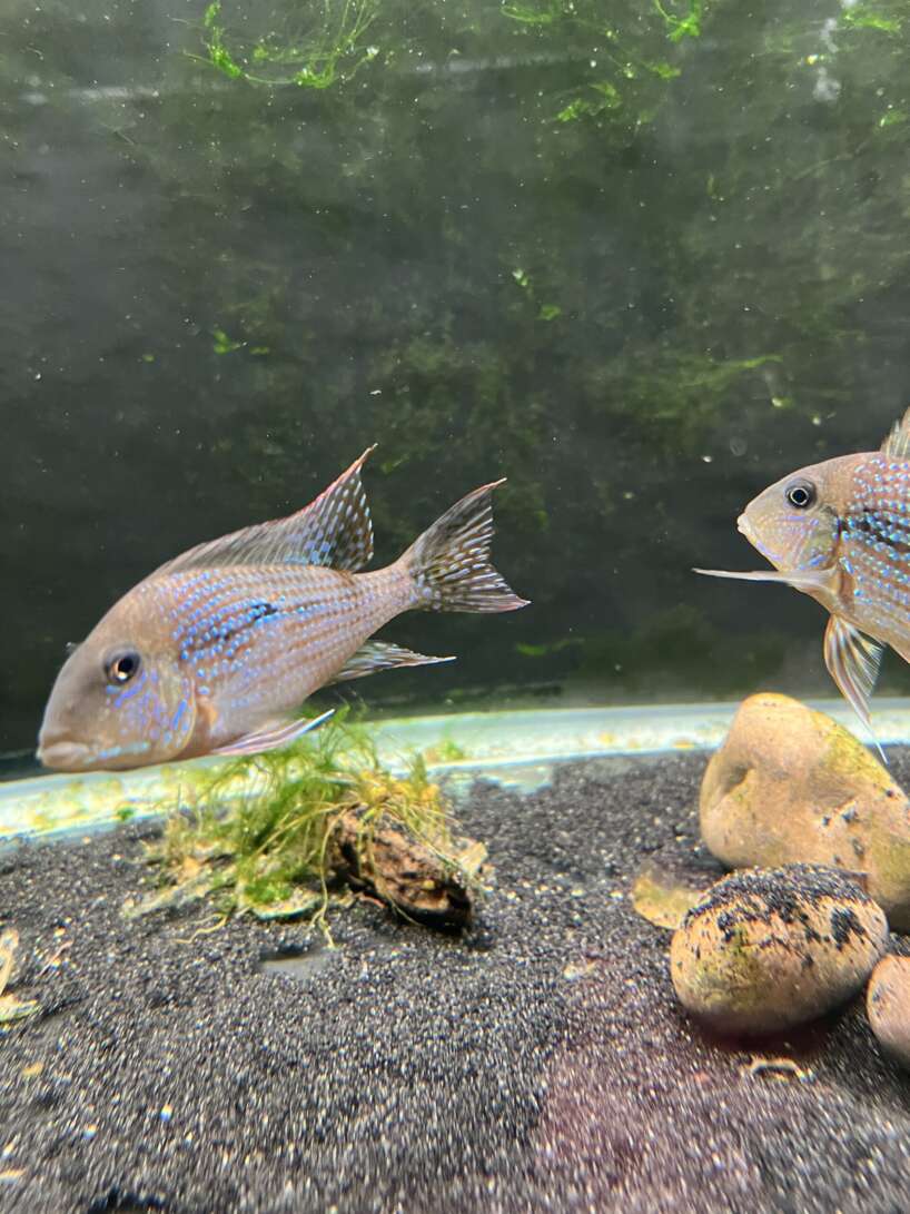 Geophagus mirabilis