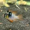 German Blue Ram
