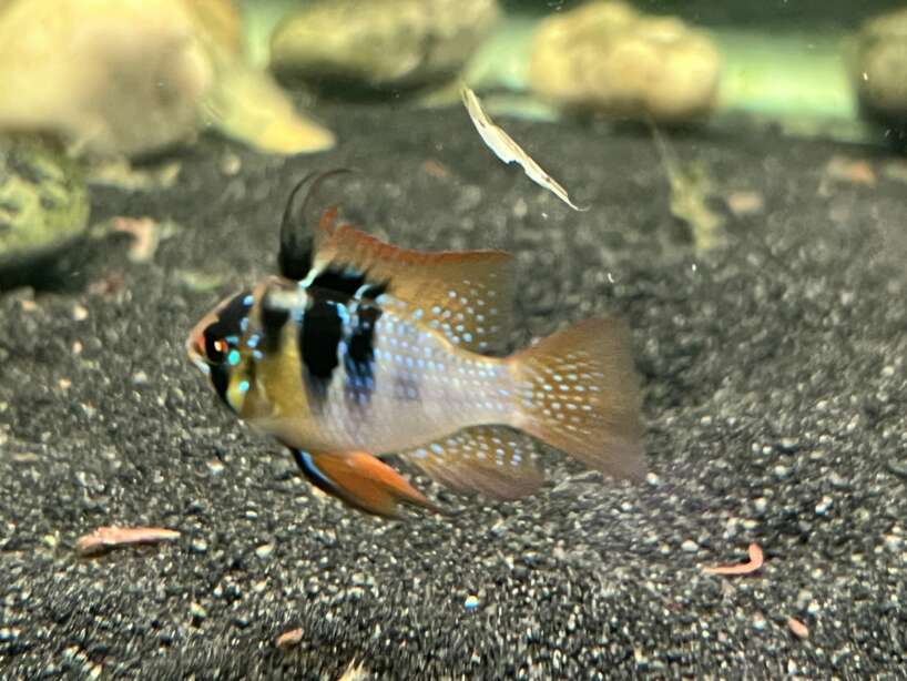 German Blue Ram